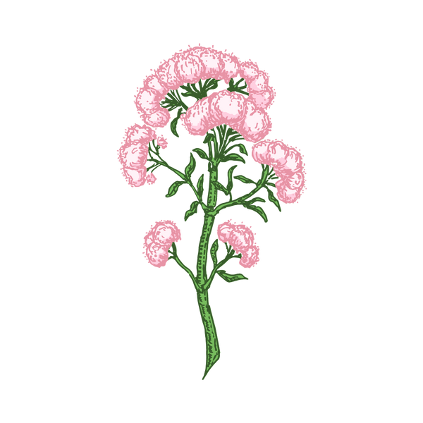 Valerian root extract