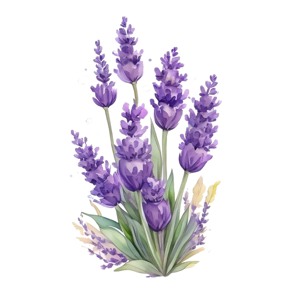 Lavender extract