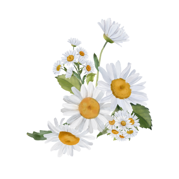Chamomile extract
