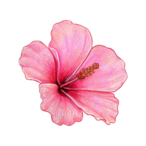 Hibiscus extract